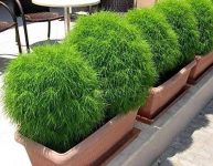 Gate Garden Kochia Seeds 10gram Flower Seeds Bush Variety For Home Garden – Sowing Temp 16 Deg Cel To 35 Deg Cel Ideal Time January Till May For Rs. 25 @ 90% off